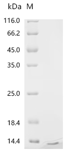 Recombinant Chicken Insulin-like growth factor I (IGF1)