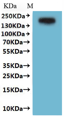 Recombinant Human Platelet glycoprotein 4 (CD36), Fluorescent-VLPs