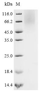 Recombinant Human Atrial natriuretic peptide-converting enzyme (CORIN), partial