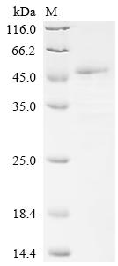 Recombinant Human Collagen alpha-1 (I) chain (COL1A1), partial