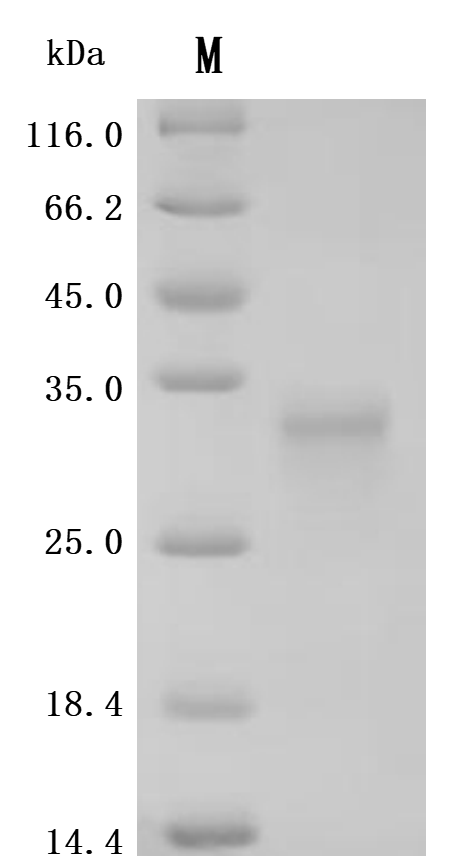 Recombinant Mouse Tumor necrosis factor ligand superfamily member 15 (Tnfsf15), partial (Active)