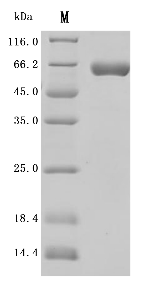 Recombinant Macaca fascicularis Alkaline phosphatase, placental type (ALPP) (Active)