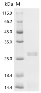 Recombinant Human Granulocyte-macrophage colony-stimulating factor (CSF2)