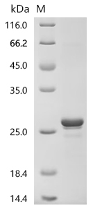 Recombinant Human Ubiquitin carboxyl-terminal hydrolase 7 (USP7), partial
