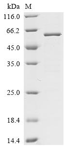 Recombinant Mouse Ubiquitin carboxyl-terminal hydrolase 30 (Usp30), partial