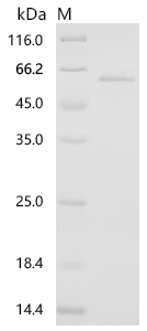 Recombinant Human Plexin domain-containing protein 1 (PLXDC1), partial