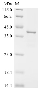 Recombinant Mouse Fibroblast growth factor 5 (Fgf5)