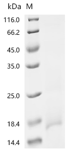 Recombinant Mouse T-cell surface glycoprotein CD3 epsilon chain (Cd3e), partial