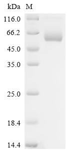 Recombinant Human C-type lectin domain family 9 member A (CLEC9A), partial, Biotinylated (Active)