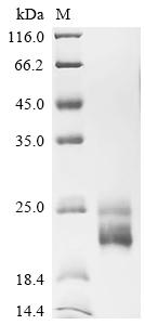 Recombinant Human Myelin-oligodendrocyte glycoprotein (MOG), partial