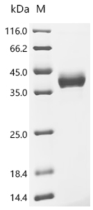 Recombinant Human Collagen alpha-1 (I) chain (COL1A1), partial