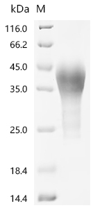 Recombinant Macaca fascicularis Leukemia inhibitory factor (LIF)