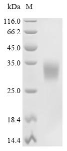 Recombinant Llama Interleukin-6 (IL6)
