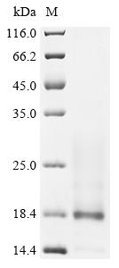 Recombinant Lama glama Interleukin-4 (IL4)
