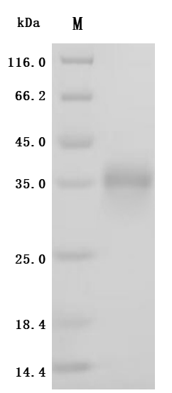 Recombinant Macaca fascicularis Folate receptor alpha (FOLR1), partial (Active)