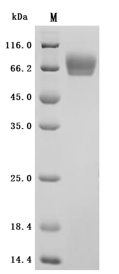 Recombinant Macaca fascicularis CD276 molecule (CD276), partial (Active)