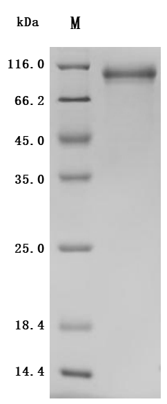 Recombinant Rat Cadherin-6 (Cdh6), partial (Active)
