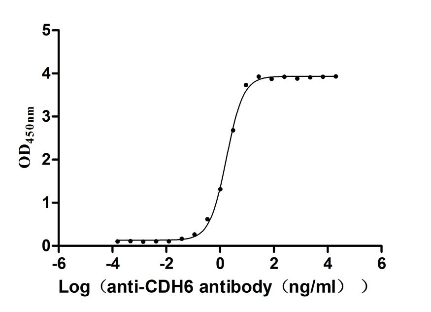 Recombinant Rat Cadherin-6 (Cdh6), partial (Active)
