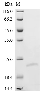 Recombinant Human Interleukin-19 (IL19)