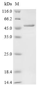 Recombinant Human Ubiquitin thioesterase otulin (OTULIN)