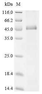 Recombinant Human Atrial natriuretic peptide-converting enzyme (CORIN), partial