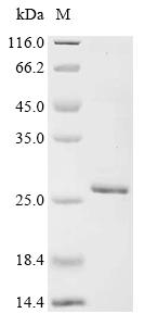 Recombinant Severe acute respiratory syndrome coronavirus 2 Spike glycoprotein (S) (I332V,G339H,K356T,S371L,S373P,S375F,R403K,K417N,N440K,V445H,G446S,N450D,L452M,N460K,S477N,T478K,N481K,△483,E484K,F486P,G496S,Q498R,N501Y,Y505H), partial