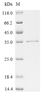 Recombinant Human Fibroblast growth factor 14 (FGF14)