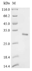 Recombinant Mouse Collagen alpha-1 (XI) chain (Col11a1), partial