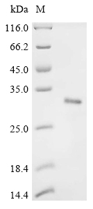Recombinant Mouse Collagen alpha-1 (XI) chain (Col11a1), partial