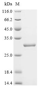Recombinant Bovine Interleukin-6 (IL6)