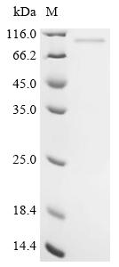 Recombinant Human Trifunctional enzyme subunit alpha, mitochondrial (HADHA)
