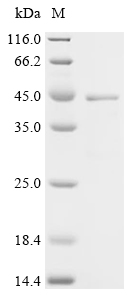 Recombinant Feline coronavirus Spike glycoprotein (S), Partial