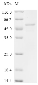 Recombinant Feline coronavirus Spike glycoprotein (S), Partial