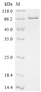 Recombinant Human Ubiquitin carboxyl-terminal hydrolase 43 (USP43) , Partial