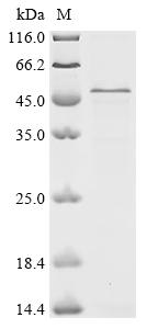 Recombinant Mouse CD5 antigen-like (Cd5l)