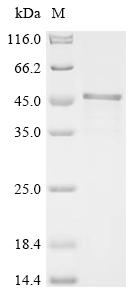 Recombinant Human Y-box-binding protein 3 (YBX3)