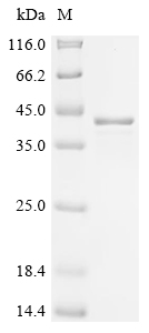 Recombinant Mouse Midkine (Mdk)