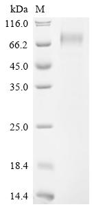 Recombinant Mesocricetus auratus Interferon alpha/beta receptor 1 (Ifnar1), partial