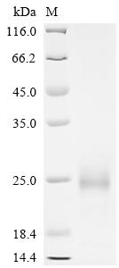Recombinant Human Thymic stromal lymphopoietin (TSLP) (R127A,R130A) (Active)