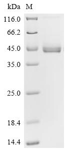 Recombinant Human T-cell surface glycoprotein CD3 epsilon chain (CD3E), partial