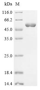 Recombinant Rabbit 4F2 cell-surface antigen heavy chain (SLC3A2), partial