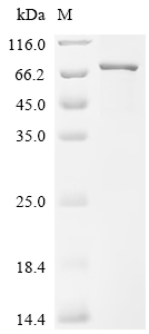 Recombinant Mouse Transient receptor potential cation channel subfamily V member 4 (Trpv4), partial