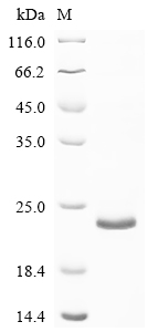 Recombinant Mouse Transforming growth factor beta-1 proprotein (Tgfb1), partial