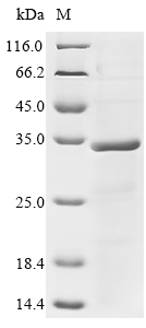 Recombinant Human Liver-expressed antimicrobial peptide 2 (LEAP2)