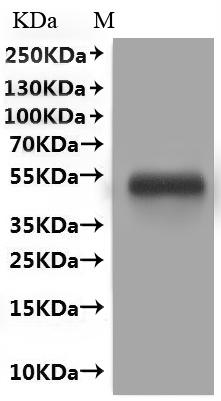 Recombinant Human Myelin-oligodendrocyte glycoprotein (MOG), Fluorescent-VLPs