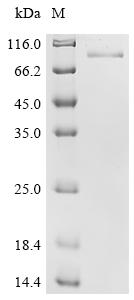 Recombinant Mouse Growth arrest-specific protein 6 (Gas6)