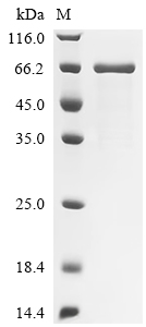 Recombinant Human IL-12 receptor beta component (IL12RB1), partial