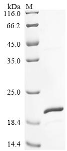 Recombinant Chicken Fibroblast growth factor 2 (FGF2)