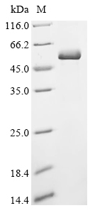 Recombinant Human Tumor necrosis factor receptor superfamily member 5 (CD40), partial