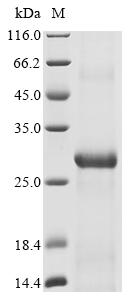 Recombinant Bat coronavirus HKU9 Spike glycoprotein (S), partial